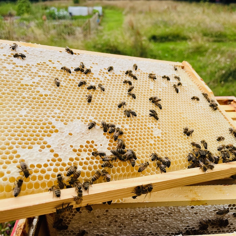 Naturbelassener Honig Rohhonig Bio-Imkerei Bienenkönig Niederrhein