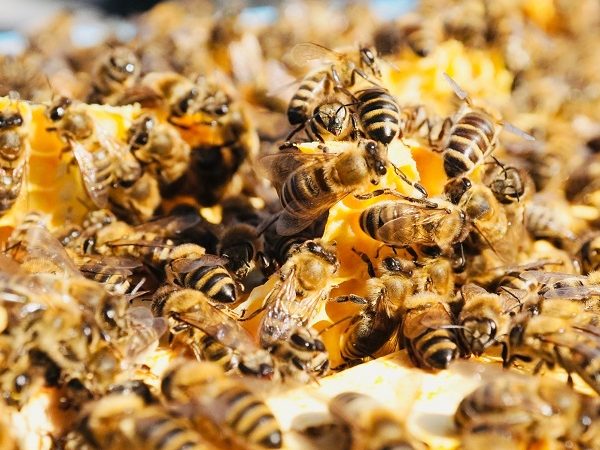 Honigbienen Bio-Imkerei Bienenkönig Niederrhein Waben mit vielen Bienen, die emsig an der Honigernte arbeiten.
