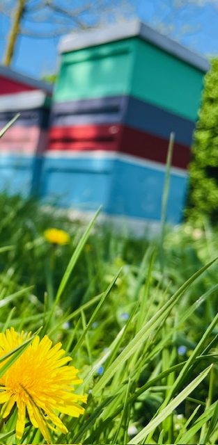 Bunte Kisten Bio-Imkerei Bienenkönig Niederrhein Bienenstöcke in einer bunten Anordnung, umgeben von grünem Gras und Löwenzahnblüten.