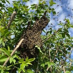 Ein Bienenstock hängt an einem Baum, umgeben von fliegenden Bienen und grünem Laub.